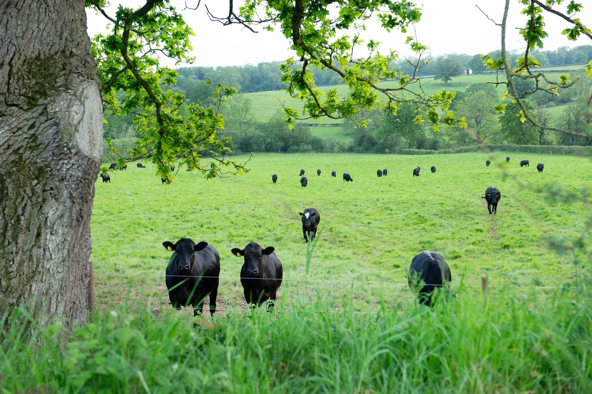 Cattle grazing under an oak in the field behind the farmhouse