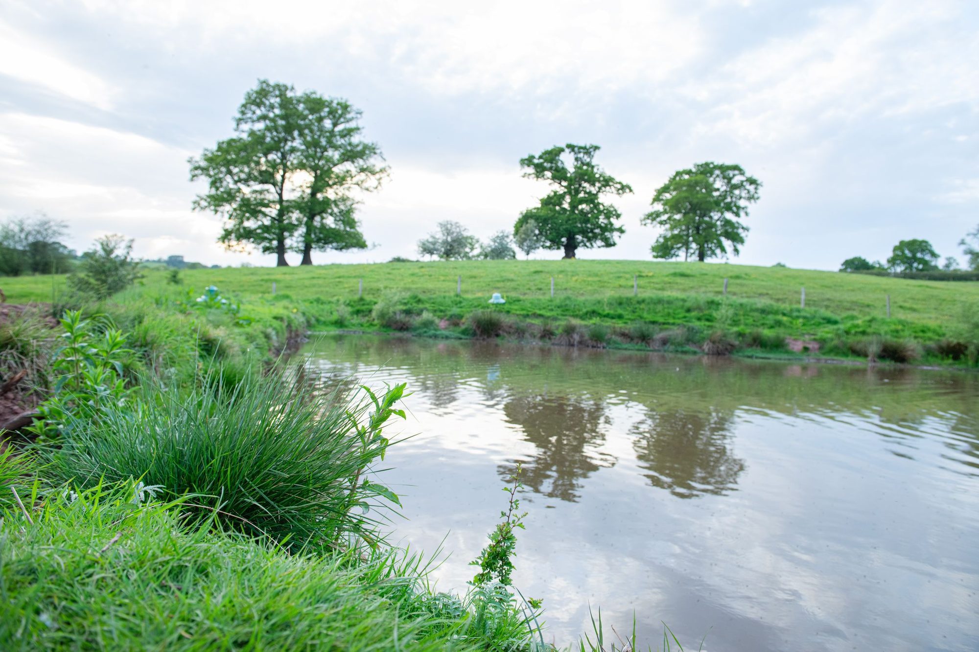 The pond and hilltop oaks on the farm at dusk